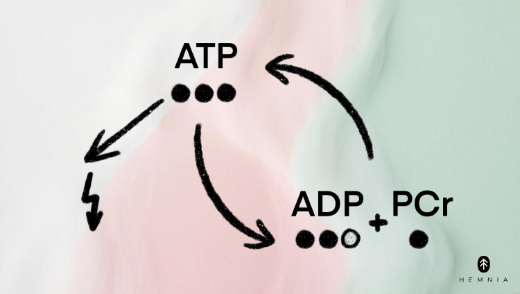 Γραφικό: Το ATP απελευθερώνει ενέργεια με την απελευθέρωση μιας φωσφορικής ομάδας και μετατρέπεται σε ADP, η φωσφοκρεατίνη στη συνέχεια δίνει τη φωσφορική της ομάδα, αναδημιουργώντας το ATP.