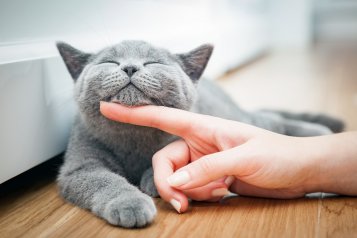 Ali CBD preprečuje razvoj FeLV pri mačkah?