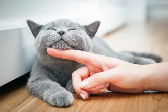 O CBD pode impedir o desenvolvimento do FeLV nos gatos?