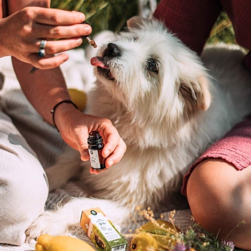 CBD в масло от сьомга за животни - 5% CBD, 500 mg, 10 ml