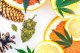 CBD and terpenes: what are they?