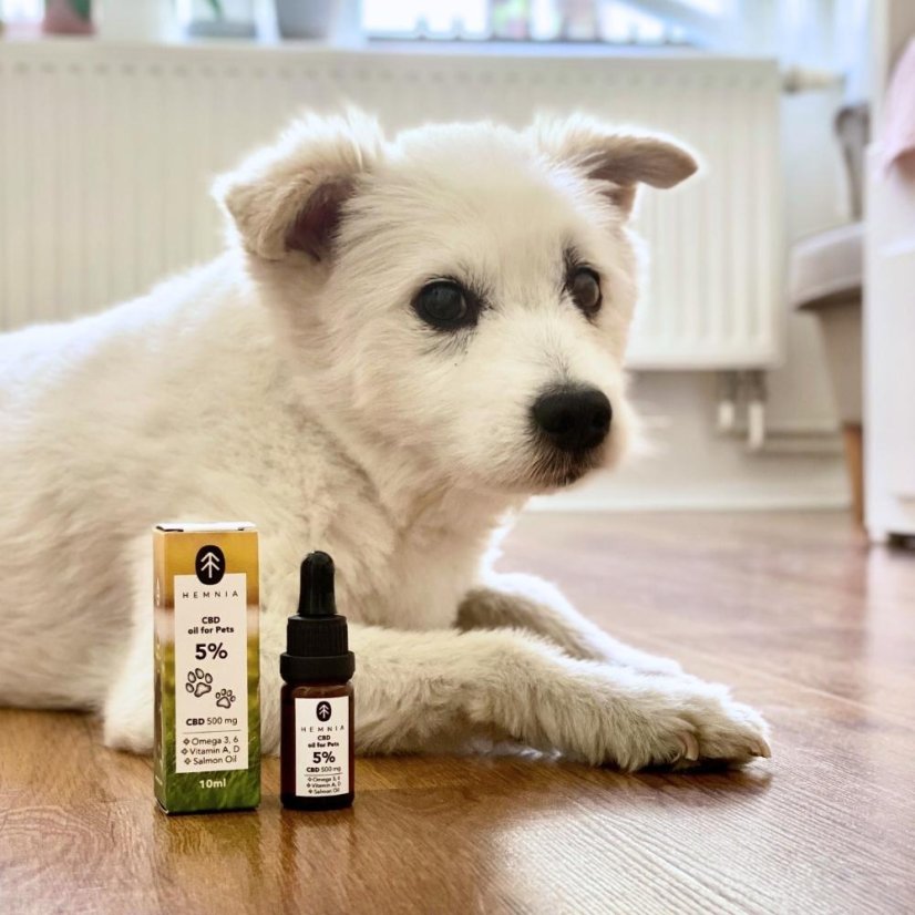 CBD в масло от сьомга за животни - 5% CBD, 500 mg, 10 ml