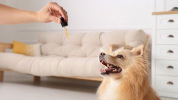 How to properly dose CBD oil to animals?