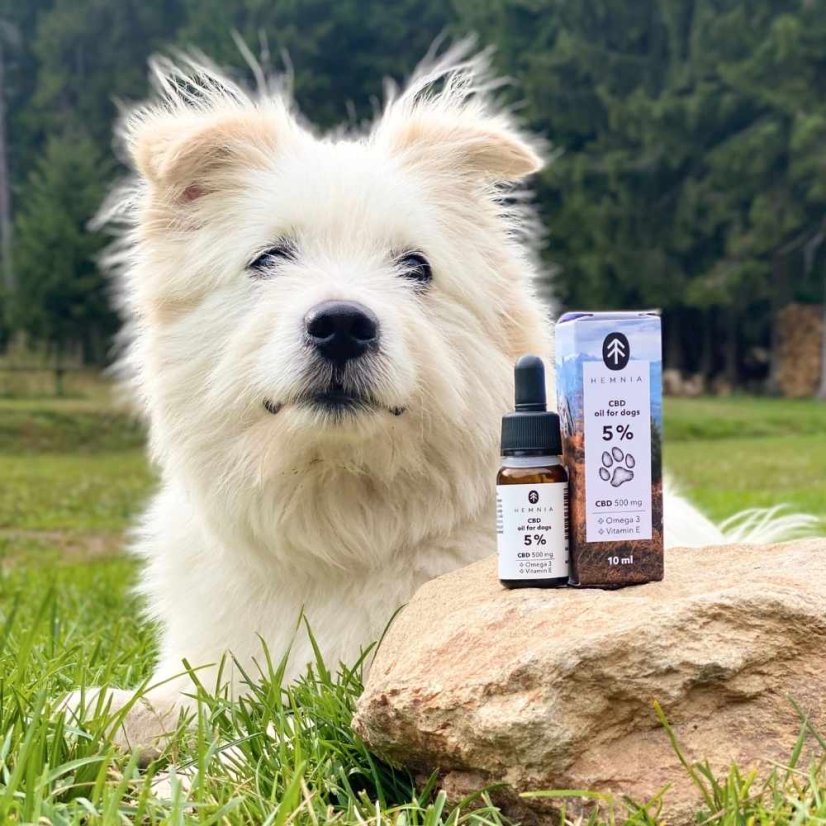 CBD-öljyä koirille - 5 % CBD, 500 mg, 10 ml