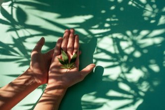 10 factos sobre o CBD que serão úteis